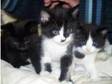 6 beautiful black and white cats for sale (ub1) (£40).....