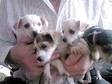 Jack Russell cross Chihuahua pups,  10 weeks old,  parents....