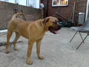 African, Masttif X Dog DE Bordeaux ( Stud ) London