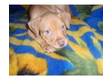 STAFFORDSHIRE Bull Terrier RED 8 weeks 2 PUPPIES. WITAJ!....