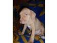 Red STAFFORDSHIRE Bull Terrier BOY 8 WEEKS PUPPY. Hi! I....