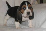 Full KC Registered Basset Hound Puppies for Sale